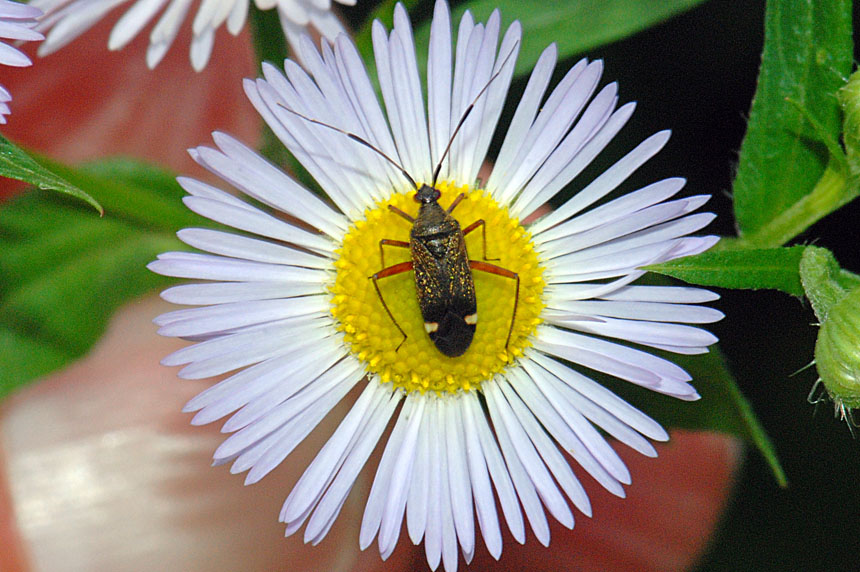 Miridae: Closterotomus biclavatus del Vicentino